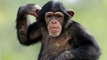 Decizie a Curții de Apel din New York: Cimpanzeii nu sunt persoane și nu pot beneficia de aceleași drepturi ca oamenii