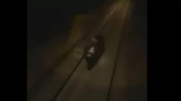 Rusia: O locomotivă a urmărit și a călcat un urs, în Siberia (VIDEO)