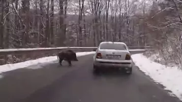 Buzău: Un mort şi un rănit într-un accident pe DN 2, după ce o maşină a lovit un porc ieşit pe şosea