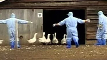 MAE: În provincia British Columbia din Canada au fost depistate focare de gripă aviară