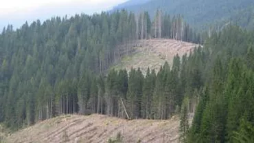 ANRP cere noi verificări privind retrocedările de terenuri: Vizate, peste 2.600 de hectare de pădure din județul Prahova