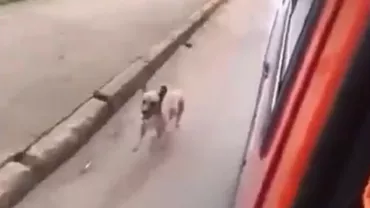 Un câine aleargă după ambulanța în care se află stăpânul său, pentru a-i fi alături (VIDEO)