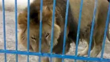 Un copil de 11 ani a fost rănit de o leoaică la Grădina Zoologică din Rădăuți