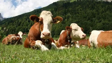 Un caz atipic de boala vacii nebune a fost depistat în Covasna: Sănătatea publică nu a fost pusă în pericol