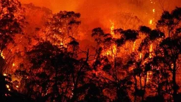 Australia: Incendii violente de vegetație pun în pericol zeci de mii de locuitori din regiunea Adelaide