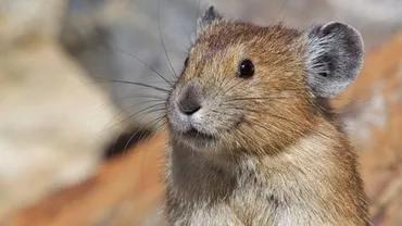 Guvernul chinez încearcă să extermine rozătoarele care au inspirat personajul Pikachu din "Pokemon"