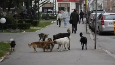 Studiu: Primăriile cheltuie lunar mai mulți bani pentru maidanezii din adăposturi decât românii care au câini de companie