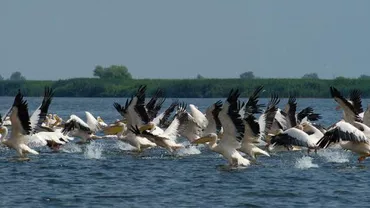 Doi pelicani au murit din cauza gripei aviare într-o rezervație naturală din Bulgaria, la granița cu România