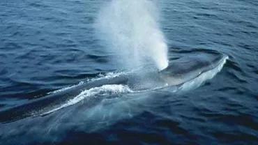 Oamenii de știință au înregistrat un cântec de balenă unic. Cercetătorii cred că ar putea aparține unei specii necunoscute de cetacee