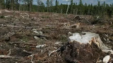 Defrișări ilegale, reclamate de Guvern la DNA (VIDEO)