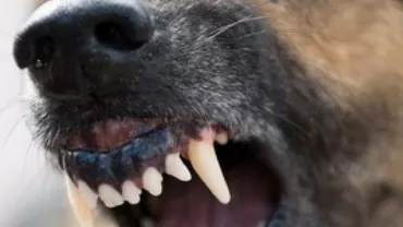 La doar trei ani, un băieţel a murit după ce a fost mușcat de câinele familiei: Copilul a devenit el mai tânăr donator de organe din Bihor