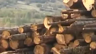 Percheziții DNA la Direcția Silvică Bistrița-Năsăud: Verificările au legătură cu fapte comise în perioada 2009-2014