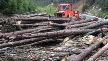 Surse: Șeful Direcției Silvice Bistrița-Năsăud ar fi primit foloase necuvenite pentru a susține firmele afaceristului Traian Larionesi