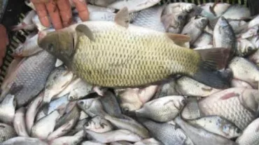 Polițiștii au ridicat în ultima lună peste 4,6 tone de peşte pescuit ilegal