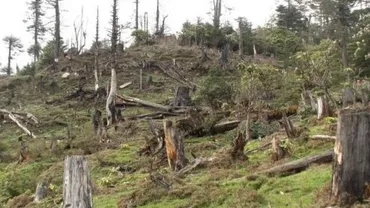 Ministerul Mediului: Cele 420.000 de hectare de pădure deținute de micii proprietari sunt cele mai expuse tăierilor ilegale