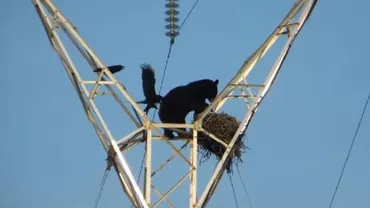 Canada: Un urs flămând s-a urcat pe un stâlp de electricitate (VIDEO)