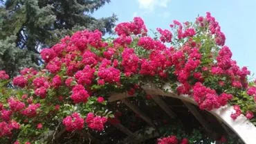 Centrul Timișoarei a fost decorat cu peste 7.000 de flori: Parcurile de la periferia orașului, imagine dezolantă