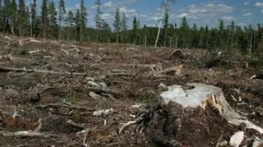 Zeci de percheziții au fost efectuate într-un dosar de evaziune și sustragere de arbori din fondul forestier