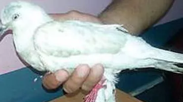India:Poliția a reținut un porumbel, suspectat de spionaj pakistanez