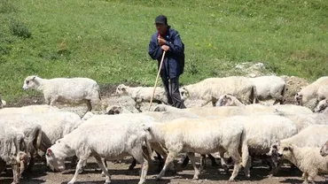 Primarul din Albota şi-a vândut 100 de oi la jumătate de preţ pentru că nu are veterinar în comună: Preoţi avem câte patru într-o biserică, de nici nu ştii cui să îi mai dai bani. Dar medici veterinari... lipsă