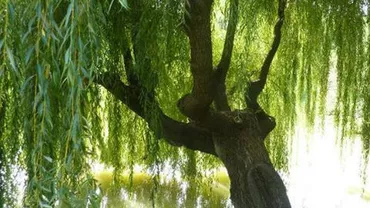 Mehedinți: Stația de epurare din comuna Cujmir, blocată de o salcie