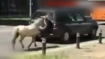 Baia Mare: Un bărbat și-a legat poneiul de mașină și l-a alergat pe lângă mall-ul din oraș (VIDEO)