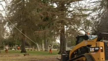 Autoritățile din Los Angeles au hotărât tăierea copacilor din parcuri și de pe marginea străzilor din cauza secetei