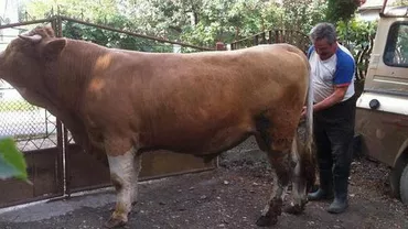 Focșani: Un taur de 400 de kg a scăpat dintr-o mașină în fața unui abator și a luat-o la goană pe străzile orașului