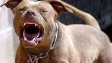 Brașov: O femeie a ajuns în stare gravă la spital, după ce a fost atacată pe stradă de un câine din rasa pitbull