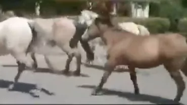 Herghelie dezlănțuită pe străzi (VIDEO)