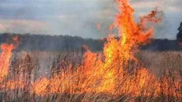 California: 400 de hectare au pârjolite de incendii
