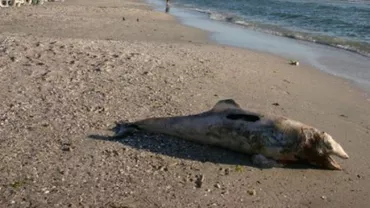 Delfini eşuaţi pe plajele din Mamaia şi Venus: Mamiferele au murit din cauza plaselor pescăreşti