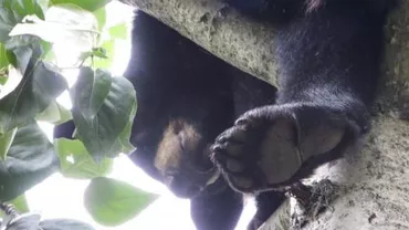 Un urs a mers la o grădină zoo din Alaska și s-a cocoțat într-un copac