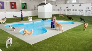 Primul terminal din lume destinat animalelor va fi construit pe Aeroportul JFK din New York