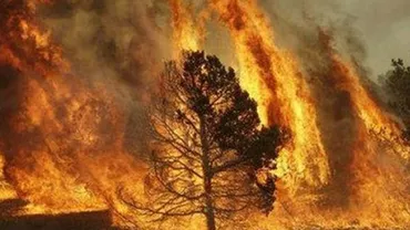 Franța: Un incediu de vegetație a distrus 320 de hectare de pini