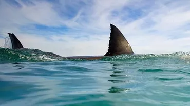 Australia: Un bărbat a fost ucis de un rechin chiar sub ochii fiicei sale