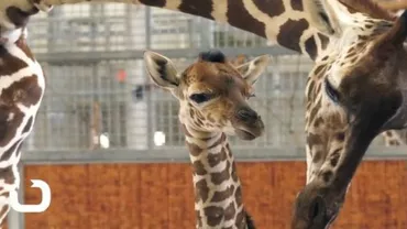 Puiul de girafă a cărei naștere a fost văzută live de milioane de oameni, a murit în urma unui accident (VIDEO)
