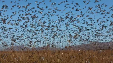 Invazie de lăcuste în sudul Rusiei: Autoritățile au decretat stare de urgență și fac eforturi pentru salvarea culturilor