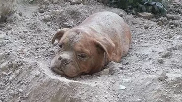 Franța: Un câine a fost găsit îngropat de viu, cu pietre legate de gât pentru a nu putea scăpa. Proprietarul riscă doi ani de închisoare și o amendă de 30.000 euro