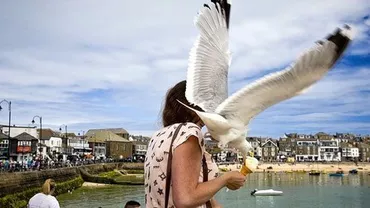 "Păsările" lui Hitchcock au revenit în Anglia: Pescărușii atacă turiștii și locuitorii din sud