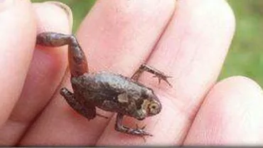 În Anzii peruani a fost descoperită o nouă specie de broască: Are burta pestriță și mărimea unui bob de fasole