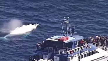 O balenă albă cu cocoașă a făcut un spectacol inedit în largul coastelor australiene (VIDEO)