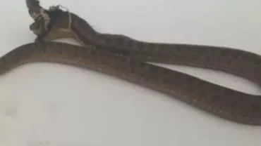 Bărbat din Lugoj, mușcat de o viperă, care ar fi scăpat de la un crescător