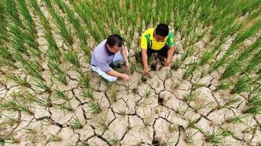 Iulie, cea mai secetoasă lună din anul 1961 până în prezent (VIDEO)