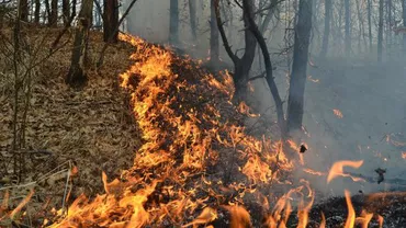 Hunedoara: Două femei au incendiat o pădure încercând să pregătească un grătar