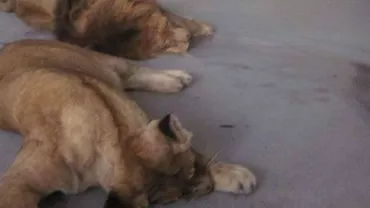 Una dintre cele mai mari grădini zoologice din țară s-a redeschis la Galați: Starurile sunt cei patru lei confiscați de la Nuțu Cămătaru