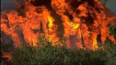 Incendiu în Parcul Naţional Cheile Bicazului-Hăşmaş, cel mai probabil din cauza unei țigări aprinse aruncate: Pompierii cară apă în rucsacuri