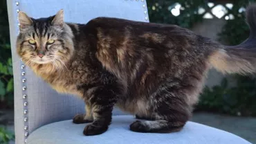 SUA: Corduroy, cea mai bătrână din lume are 26 de ani, două luni și 20 de zile