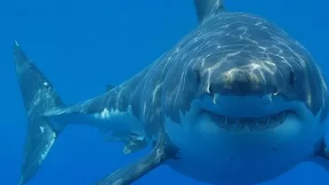 Japonia: Mai multe plaje au fost închise din cauza rechinilor