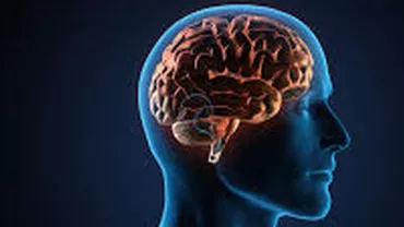 Cercetătorii americani au creat primul creier uman format aproape complet, obţinut în condiții de laborator